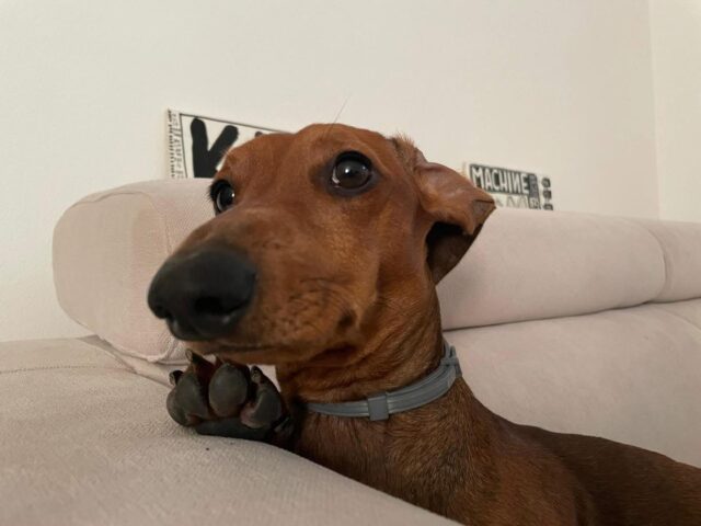 cane-semenzato